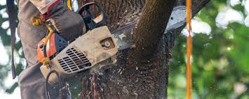 Tree and Shrub Care in Colfax, CA