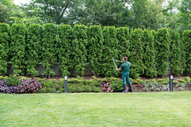 Best Fruit Tree Pruning  in Colfax, CA