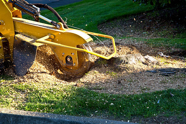 Best Storm Damage Tree Cleanup  in Colfax, CA