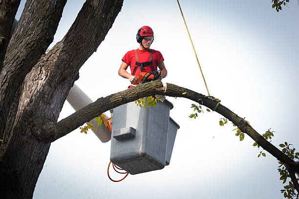 Best Seasonal Cleanup (Spring/Fall)  in Colfax, CA